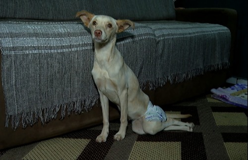 Diarista acolhe cachorra deficiente