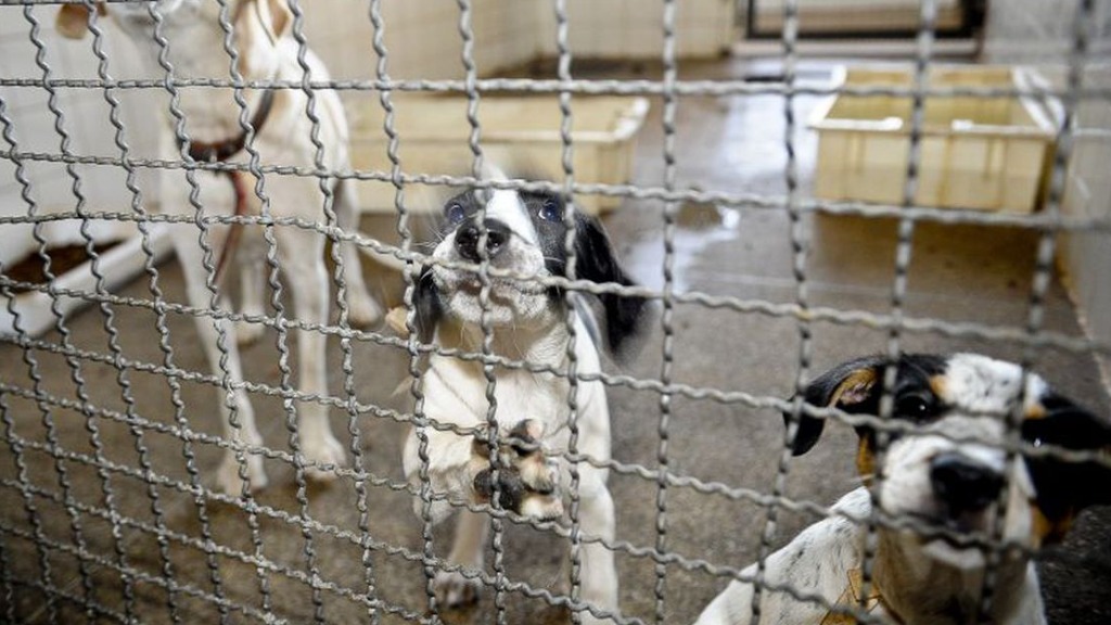 animais de rua no Brasil