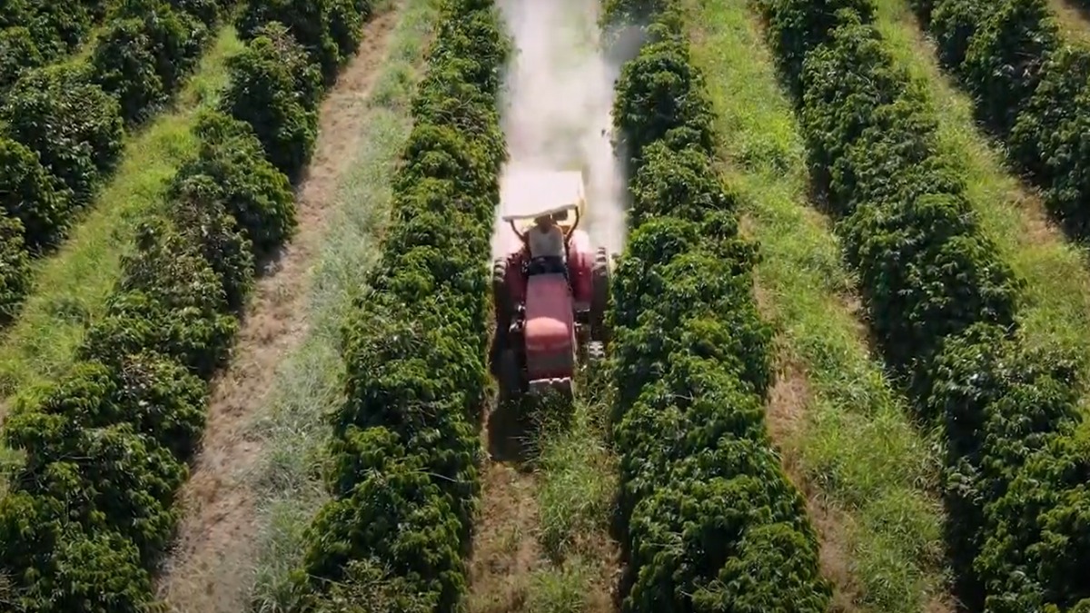 produção de café brasileiro