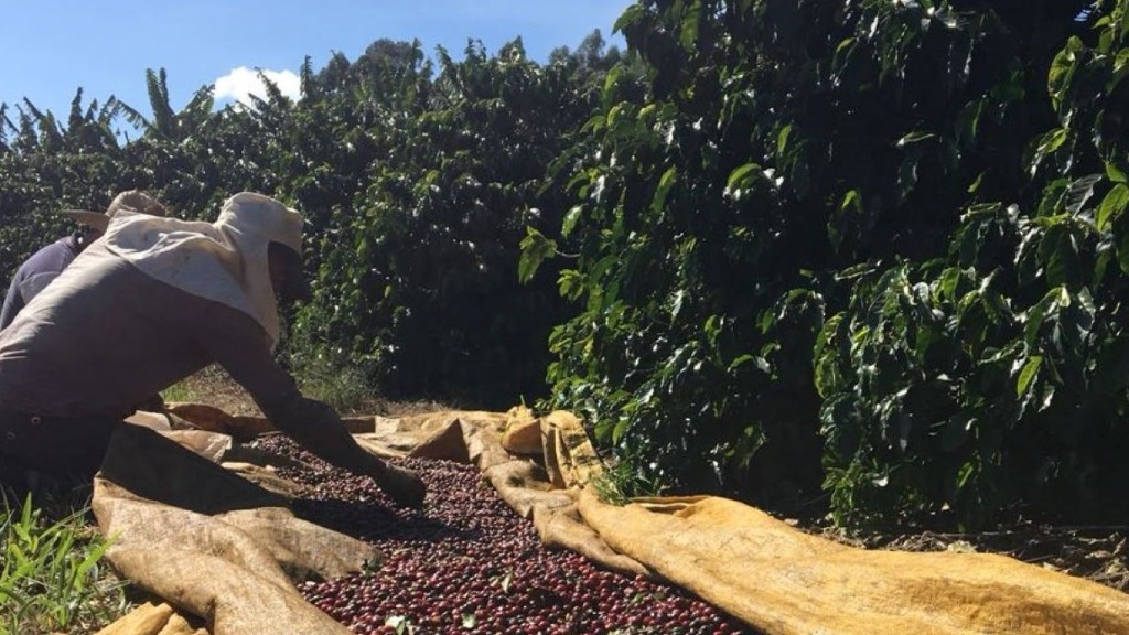 queda produção cafés