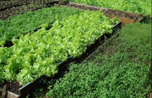 agricultura orgânica