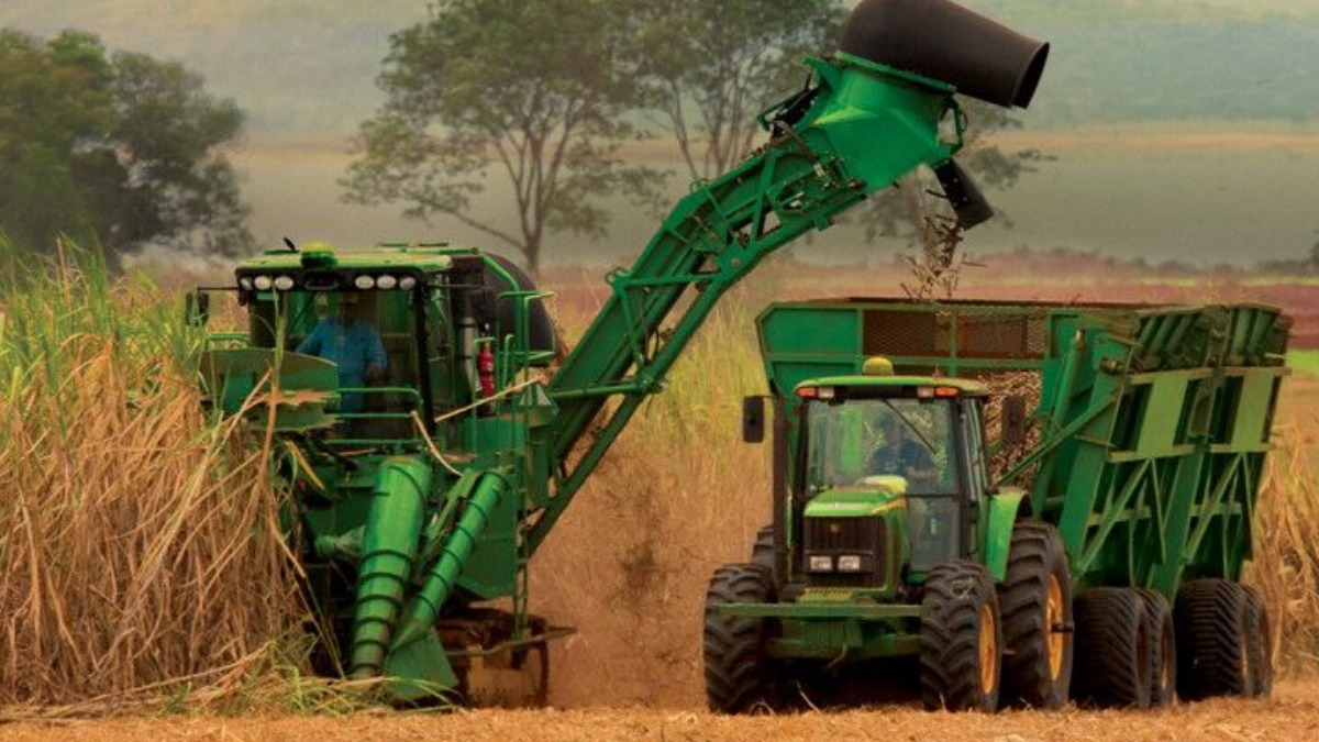 safra de cana-de-açúcar