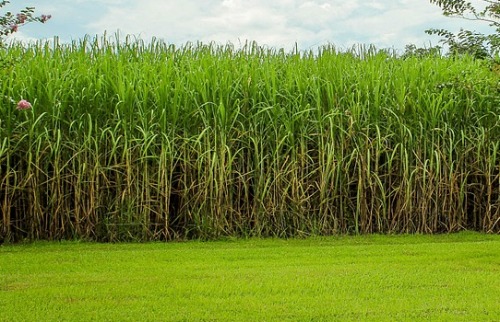 moagem cana-de-açúcar