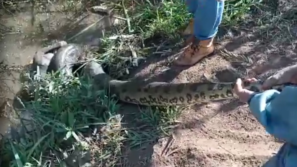 Sucuri salva cachorro