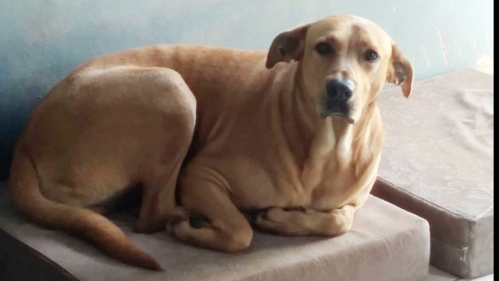 acolhimento pets abrigos temporários