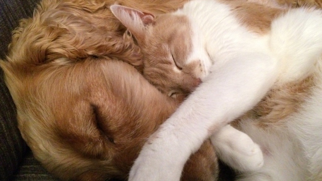 potencialidades sensoriais pets