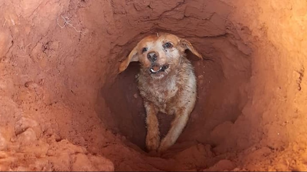cão resgatado bombeiros
