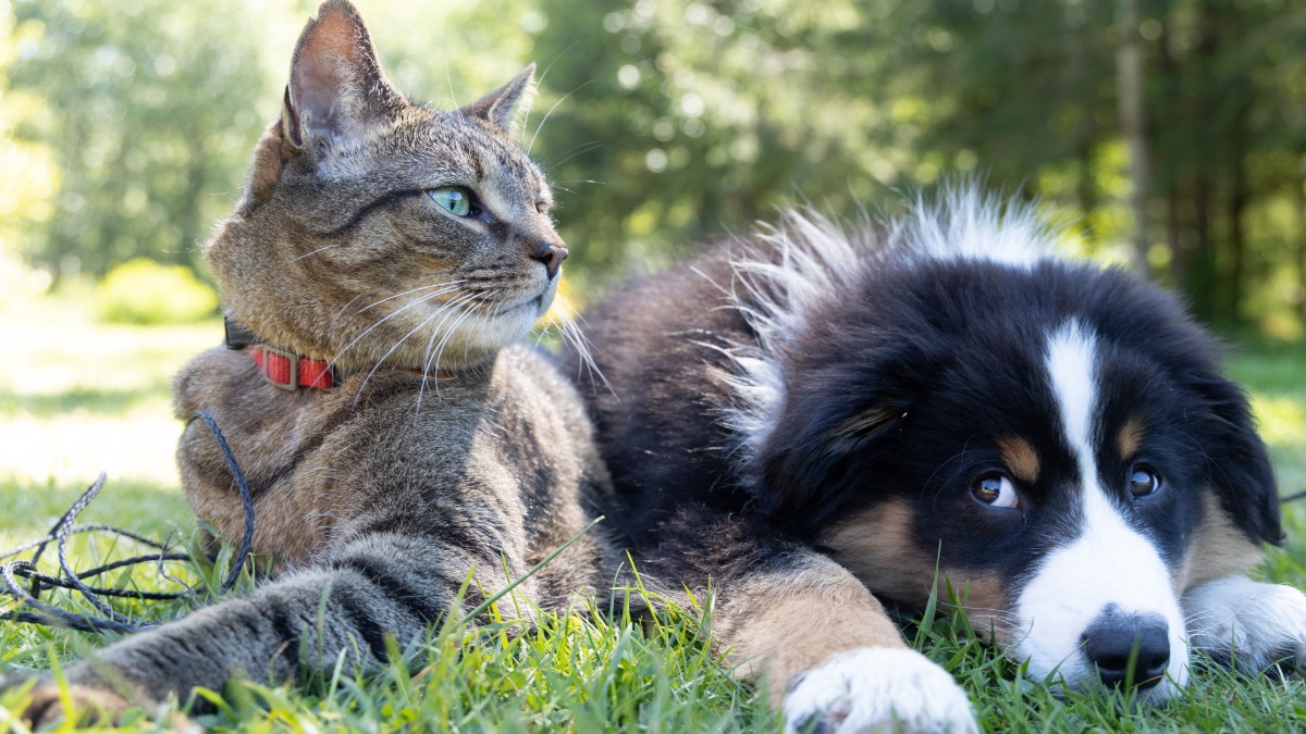 instinto vs comportamento pet