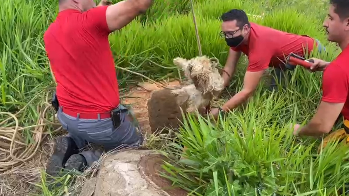 cão shih tzu resgatado