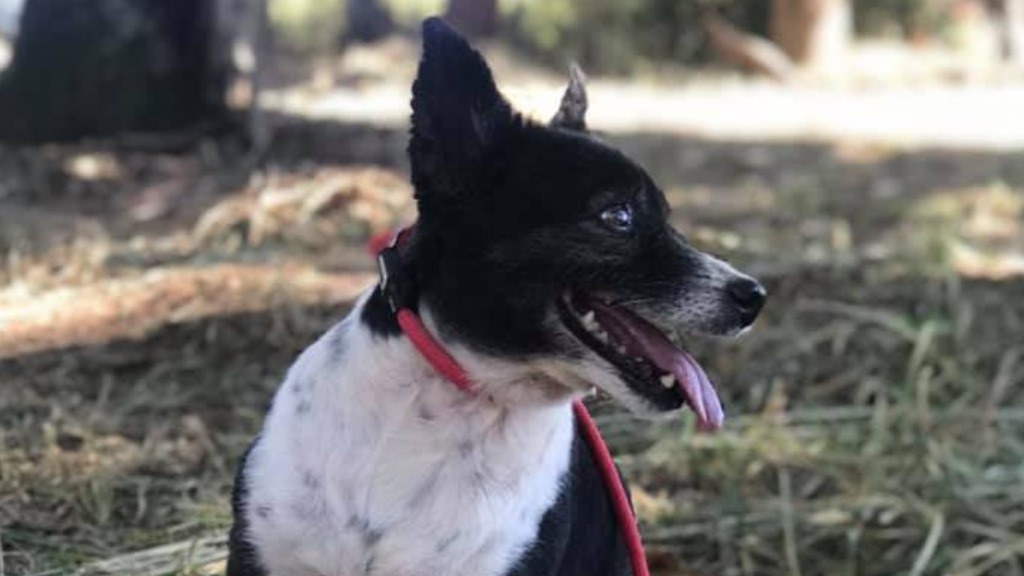 liberdade excessiva cães