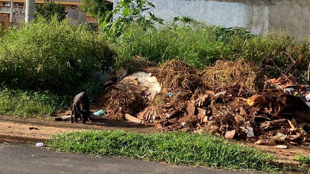 carrapatos bairro Jóquei Clube