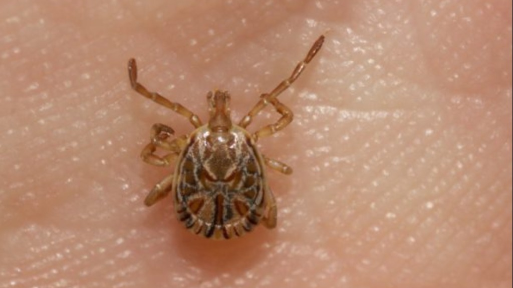 carrapato-estrela infestação