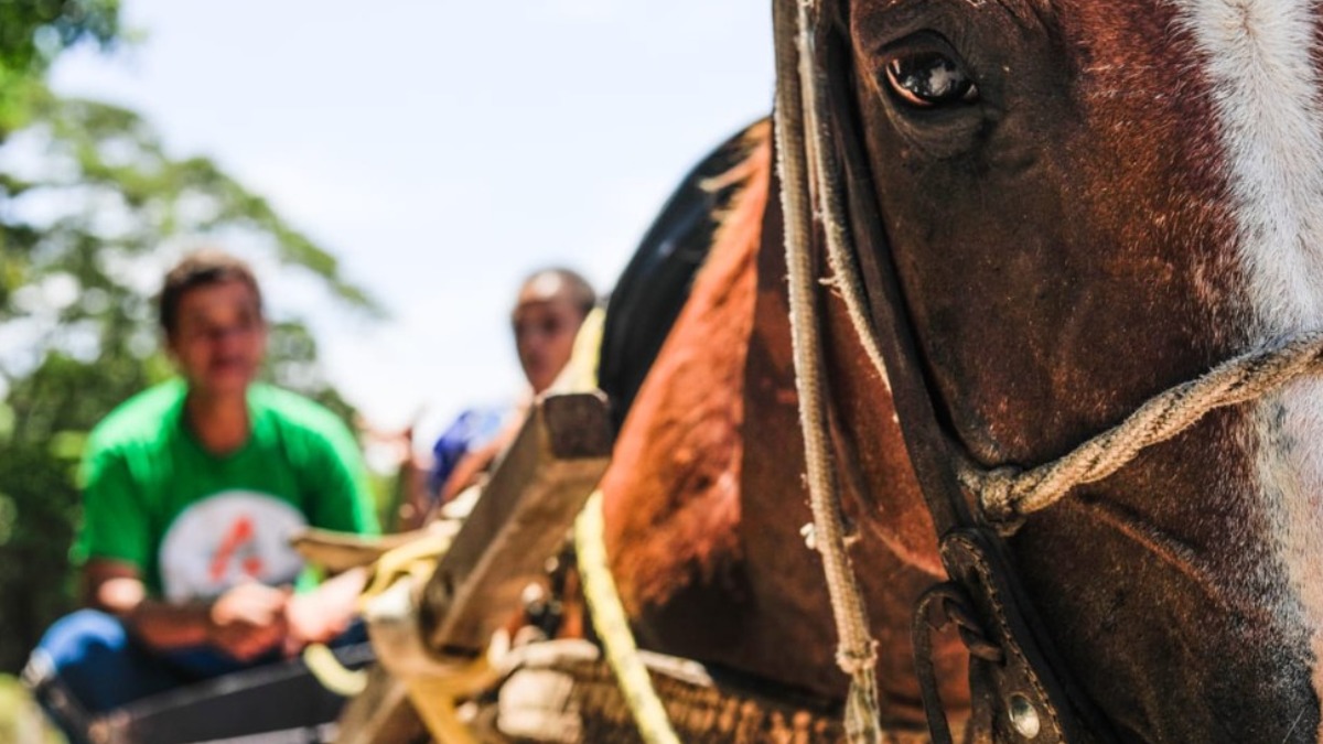 regulamentação trânsito veículos animais