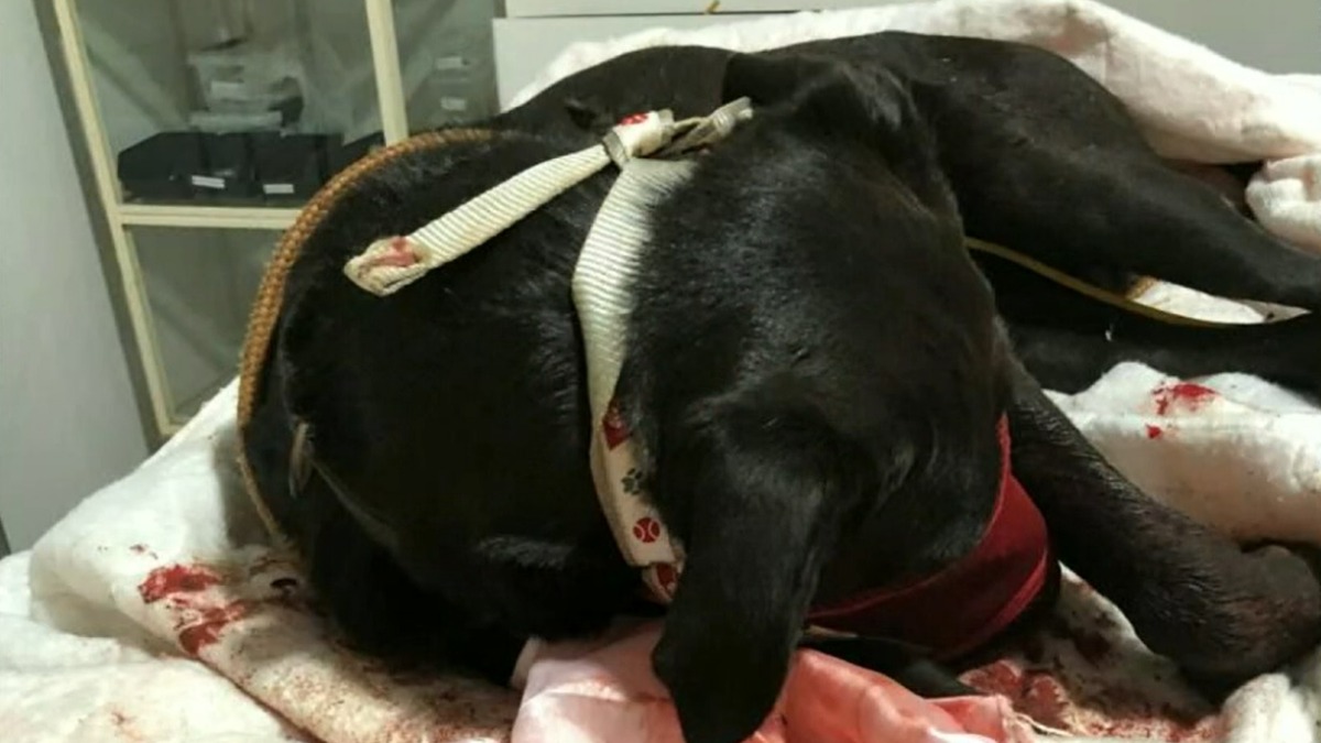 Cão agredido Guaíra