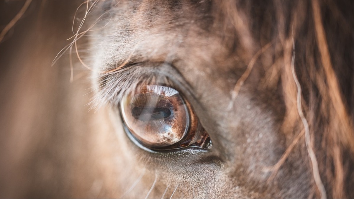 cuidados com cavalos