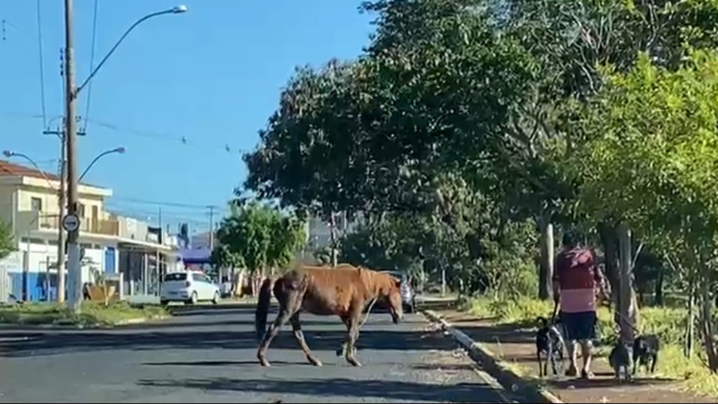 cavalos soltos Avenida Luiz Galvão