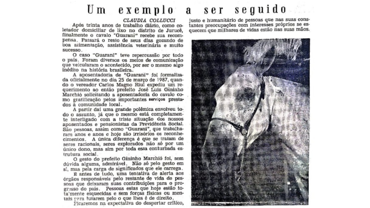 cavalo aposentado