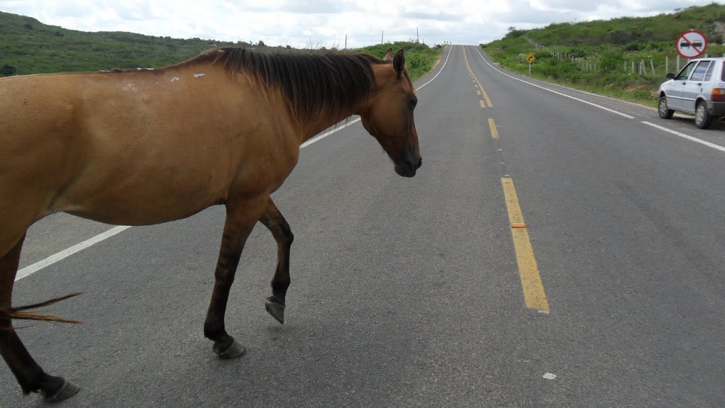acidentes com animais