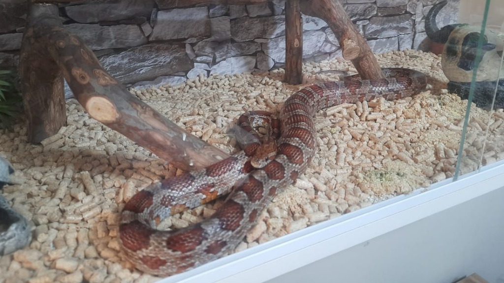 tutelar animais exóticos