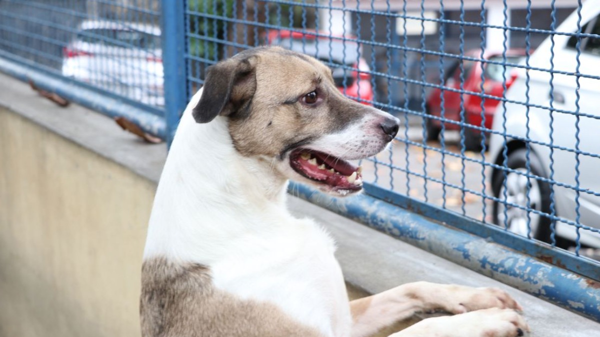 problemas de relacionamento pets