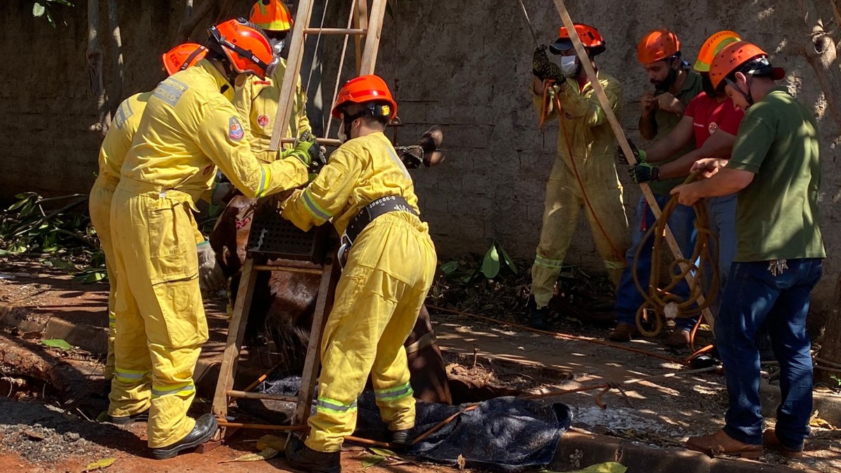 queda de égua em bueiro