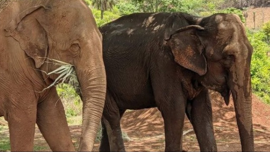 Elefanta Bambi Ribeirão Preto