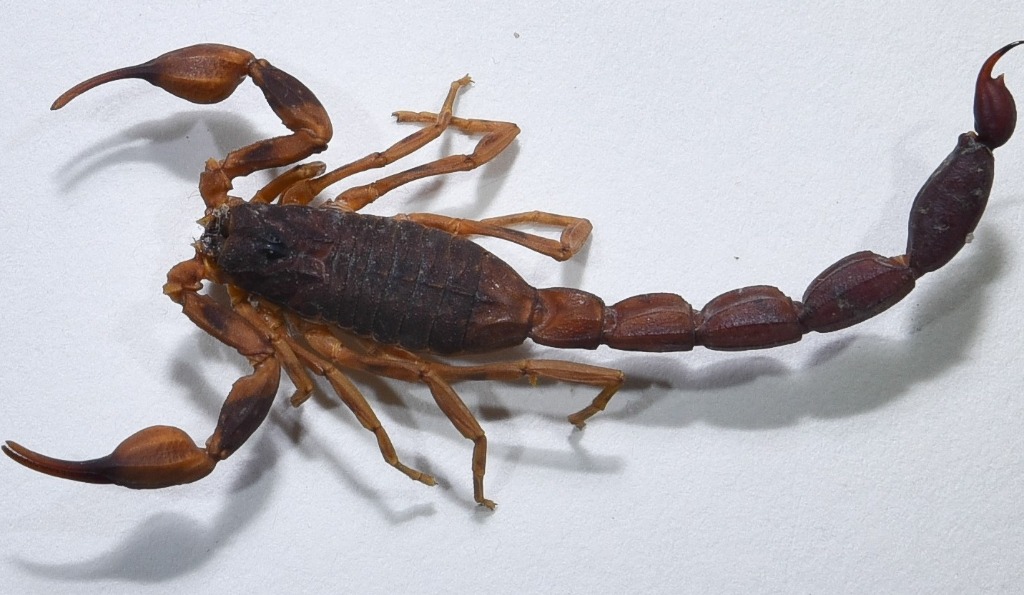 picada de escorpião