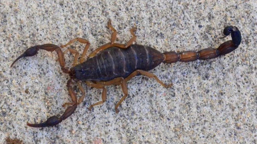 escorpiões em Ribeirão