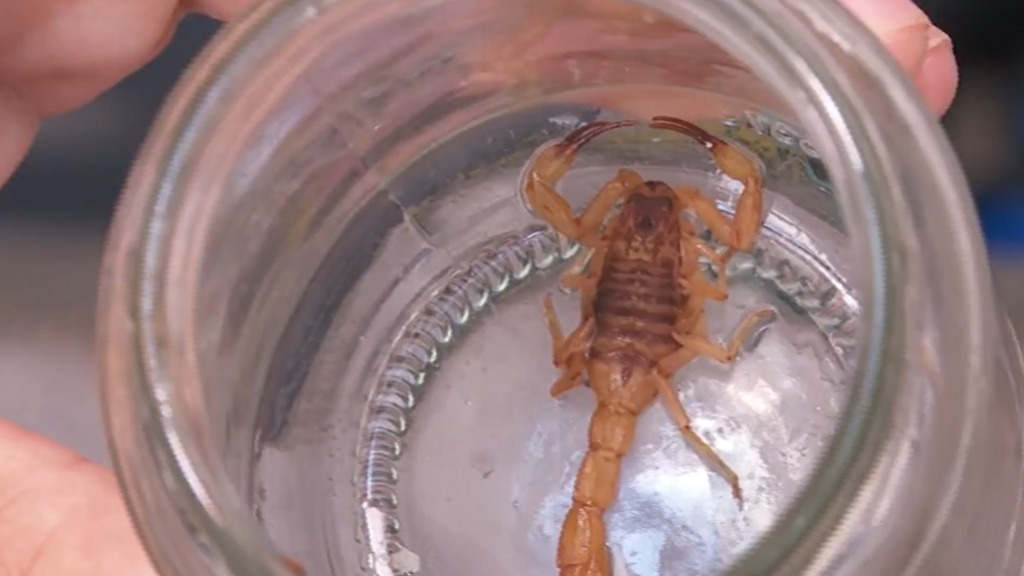 picada de escorpião