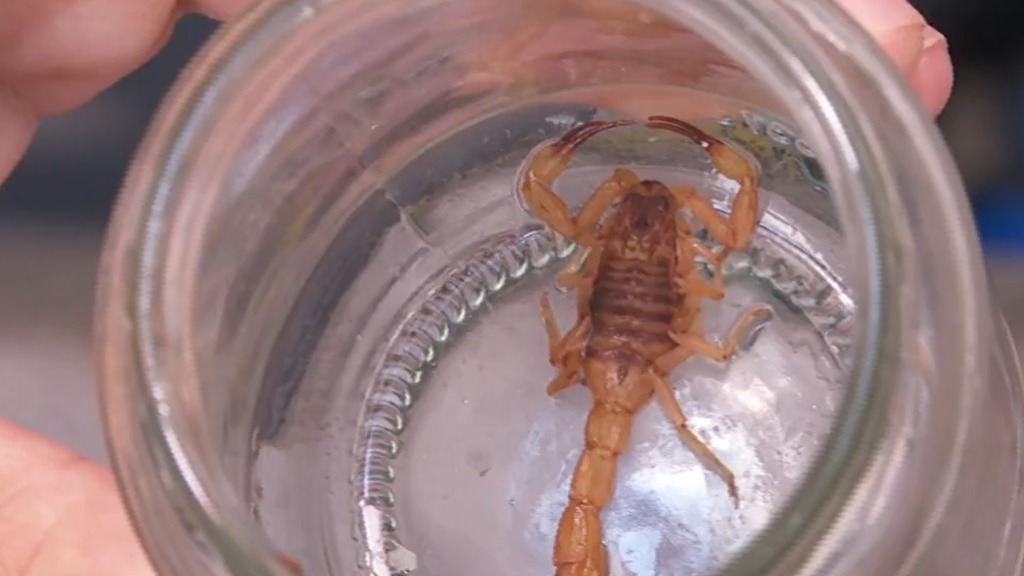 picadas de escorpião