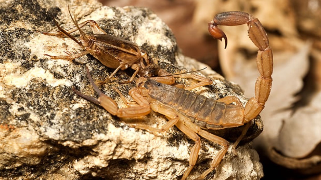 picada de escorpião