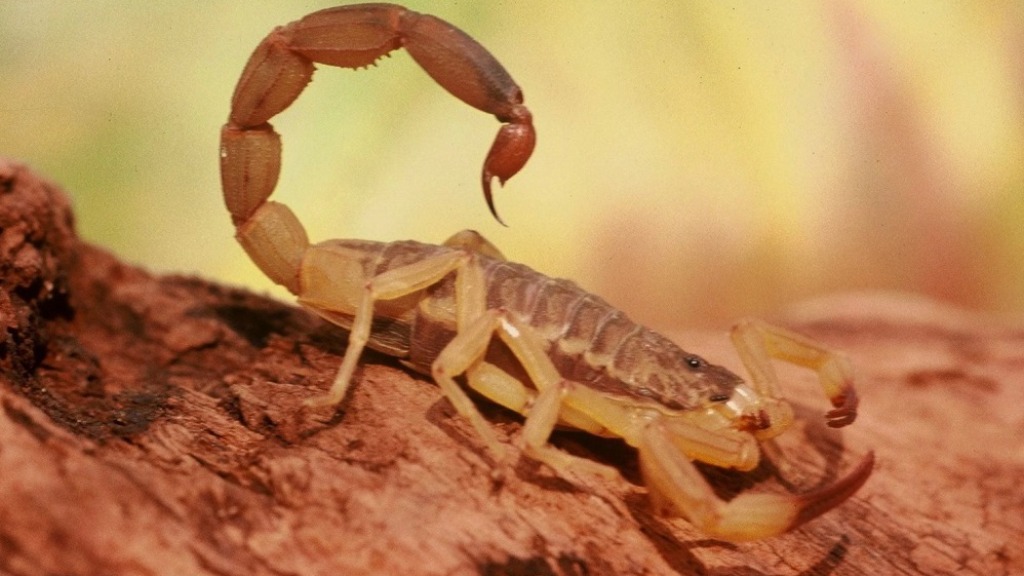 picadas de escorpião