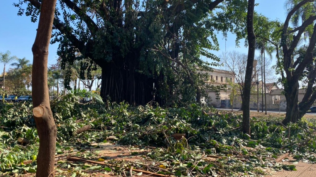 remoção árvore centenária