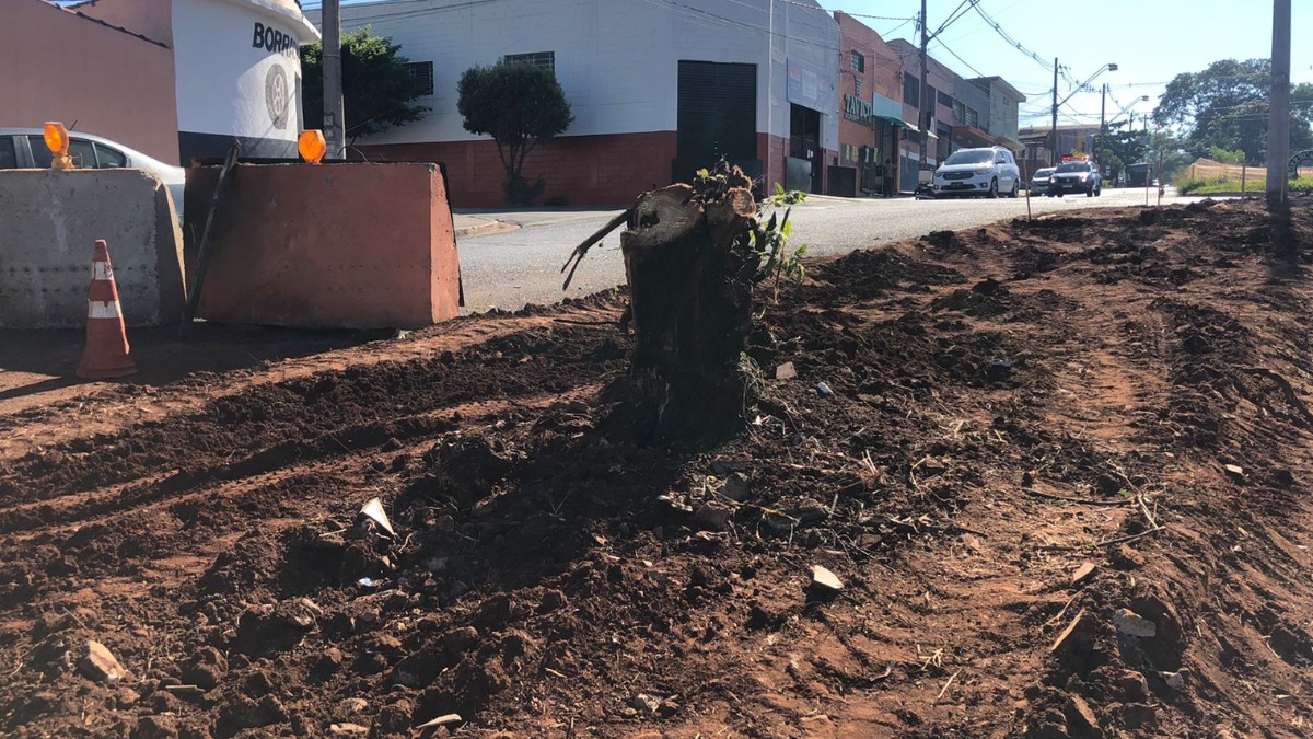 arborização em Ribeirão Preto