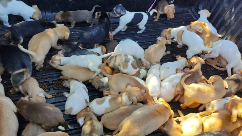 resgate animais Ribeirão