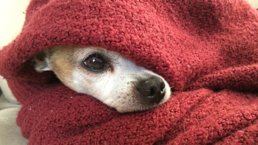 frio intenso século