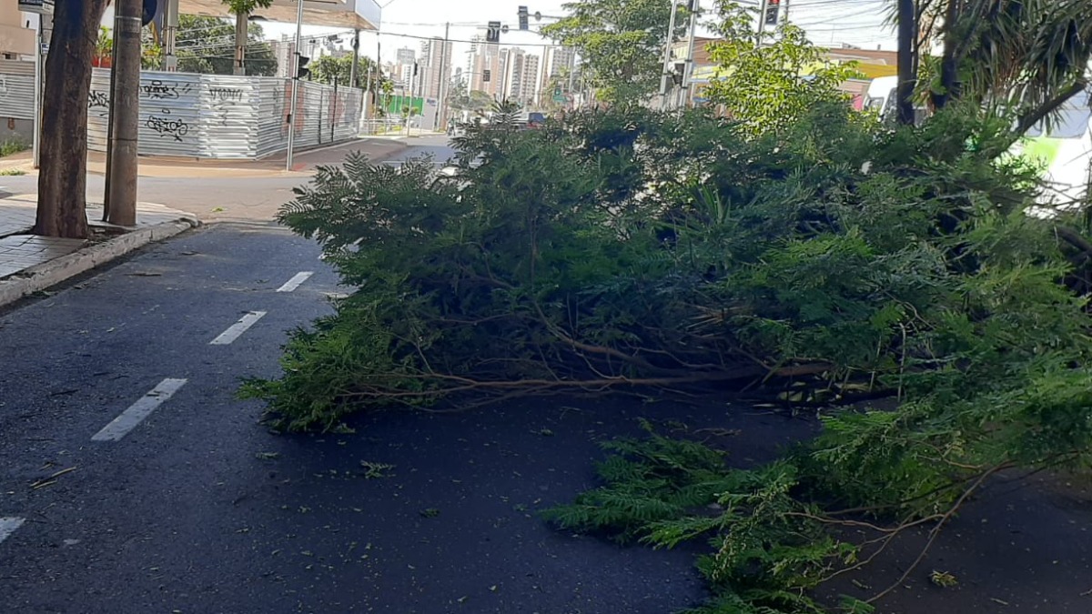 queda de galho de árvore