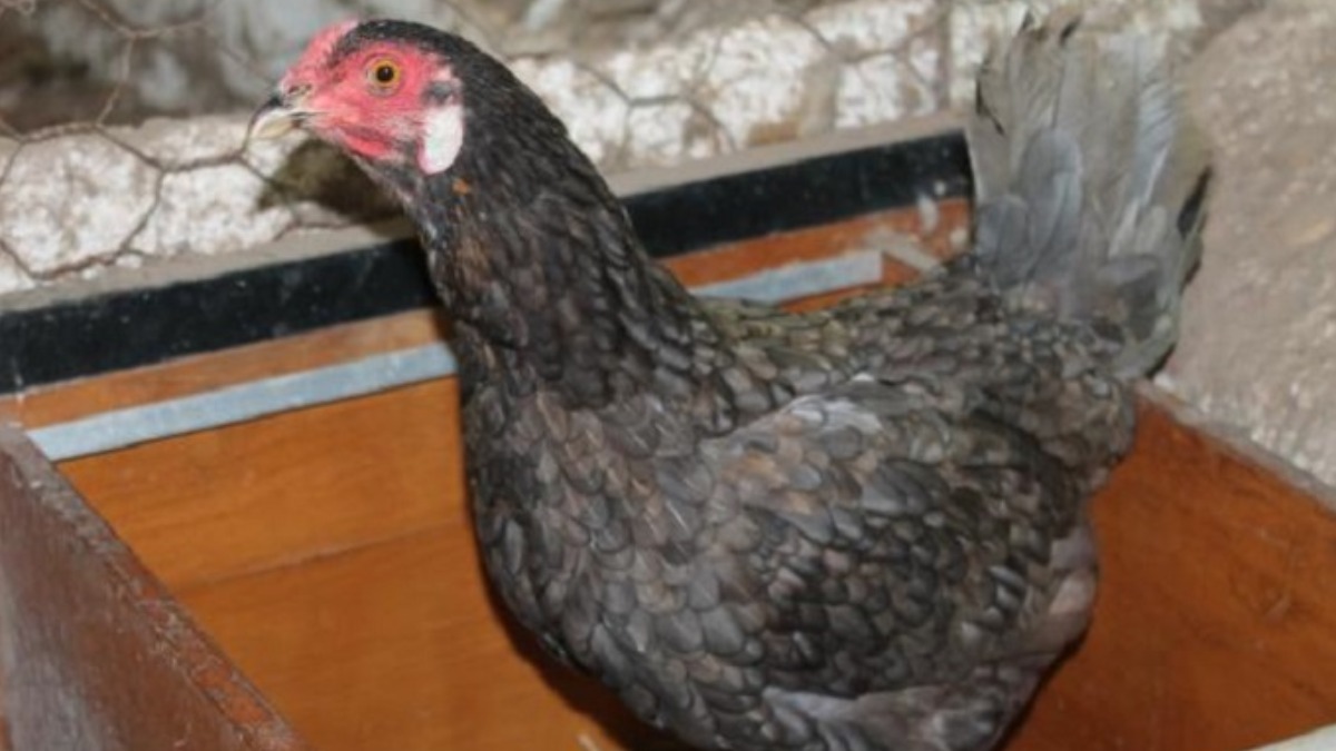 criação de galinhas caipiras