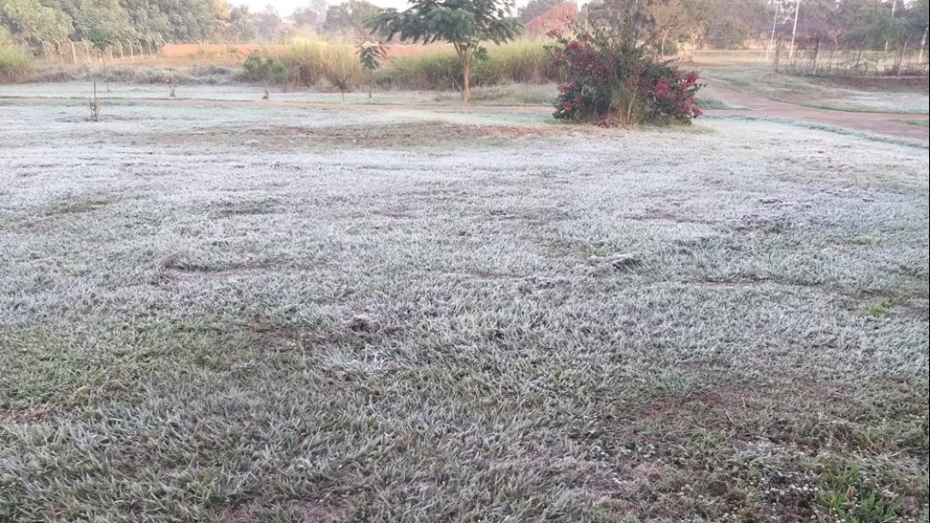 geada em Pradópolis e Pitangueiras