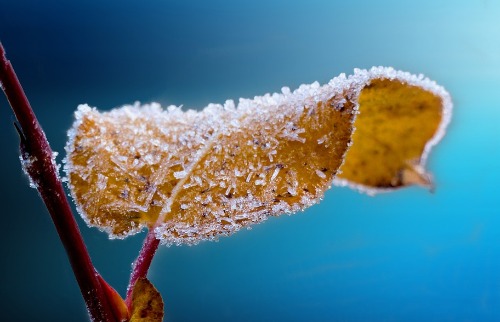 prejuízos lavouras café
