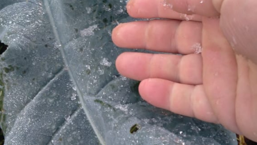 prejuízos lavouras geada