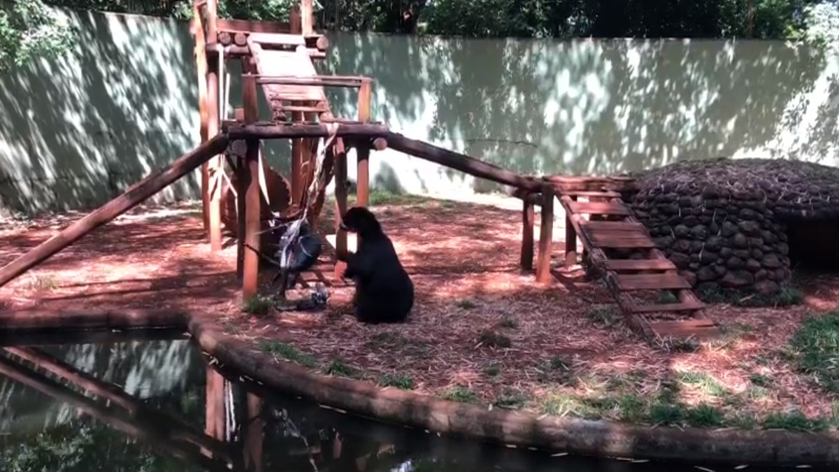 Halloween dos Bichos