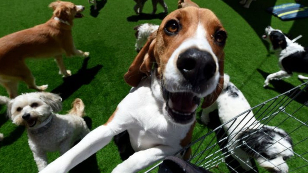 cuidados com pets viagem