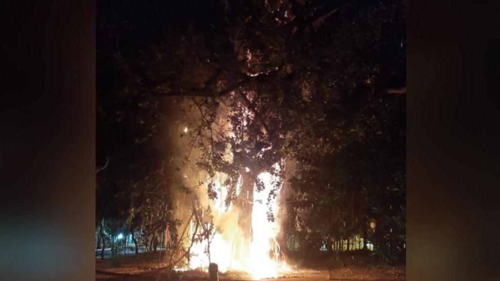 incêndio árvore praça