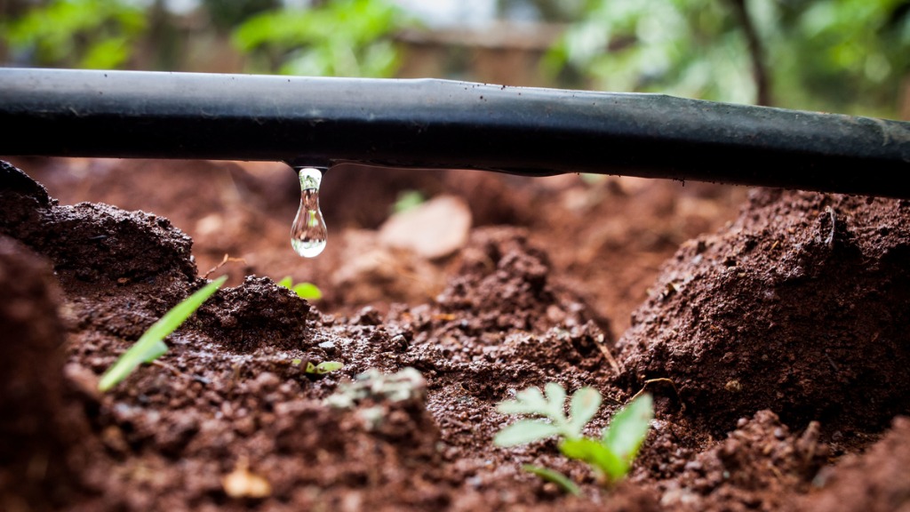 Irrigação por gotejamento
