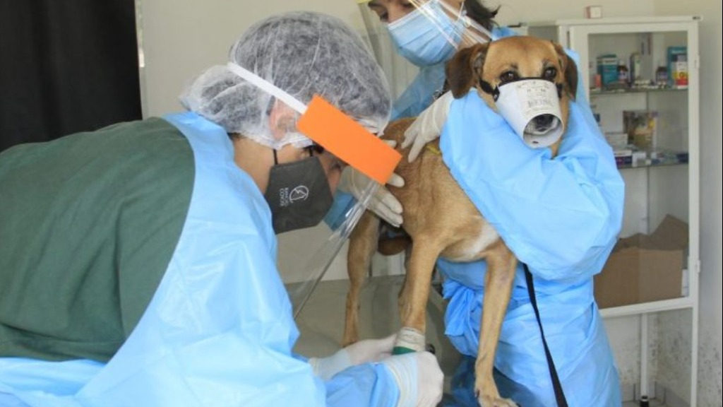 hospital veterinário
