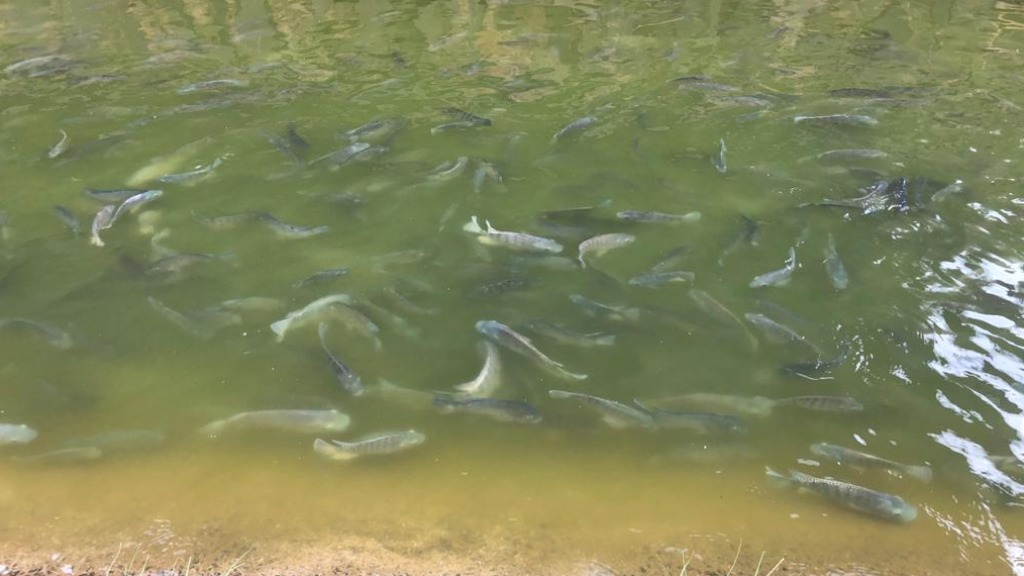 sujeira lago Parque Raya