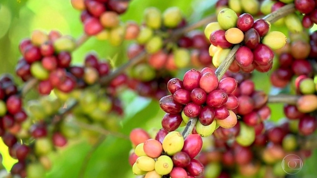 Ribeirão Preto café