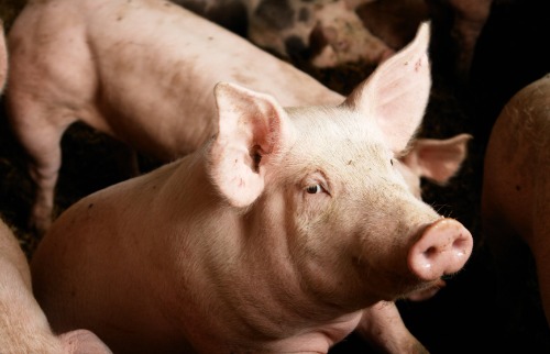 falta leitoa fim de ano