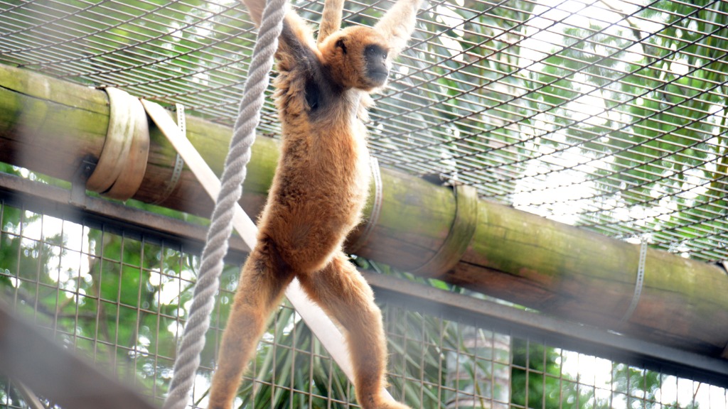 maior primata Américas